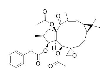 Euphorbiasteroid