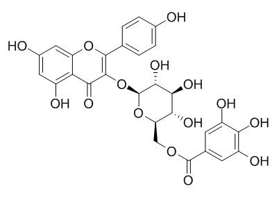 Kaempferol 3-O-(6''-galloyl)-beta-D-glucopyranoside