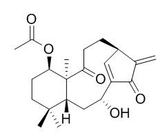 Kongensin A