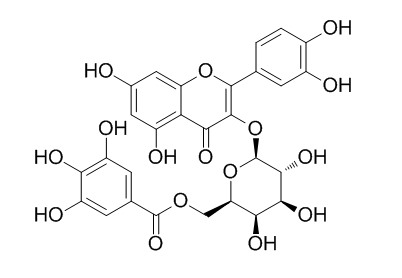 Quercetin 3-O-(6''-galloyl)-beta-D-galactopyranoside