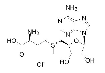 S-(5'-Adenosyl)-L-methionine chloride