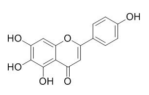 Scutellarein