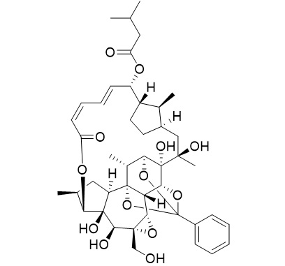 Trigothysoid N